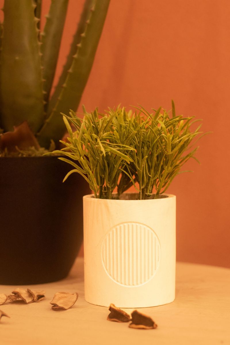 PLANTE EN POT CRMQ