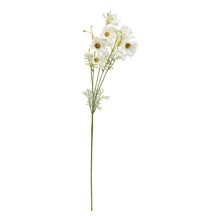 Tige Coreopsis H88