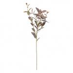 Tige eucalyptus